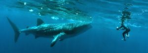 Setting up for a whale shark shot...shoot and get out of ... by Glenn Ostle 